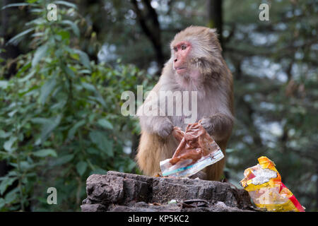 Singe macaque rhésus avec des aliments récupérés à partir de la poubelle de Mcleod Ganj, Inde Banque D'Images