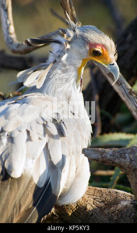 Grand oiseau appelé Secrétaire regarde en arrière avec le soleil dans les yeux Banque D'Images