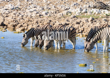 Les zèbres boire au point d'Okaukuejo Etosha National Park, Namibie Banque D'Images