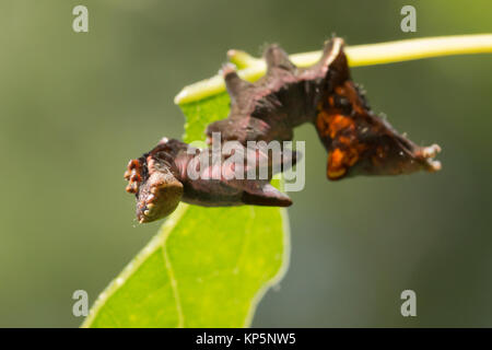 Fer à repasser (larve de premier Notodonta dromedarius) sur le peuplier. Surrey, UK. Banque D'Images