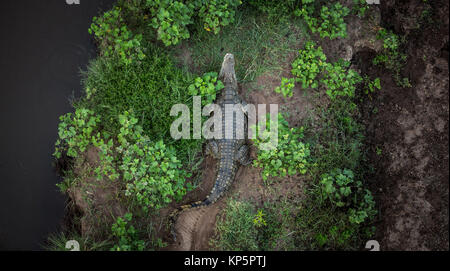 Vue aérienne d'un crocodile du Nil se reposer sur les rives de la rivière Mara à la Masai Mara National Reserve 2 octobre 2015 dans le Masai Mara, Kenya. (Photo par Stuart Price/Faire Planetpix Kenya via) Banque D'Images