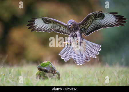 Fliegender Bussard, buse variable en vol Banque D'Images