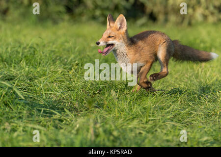 Les jeunes le renard roux, Vulpes vulpes, exécutant Banque D'Images