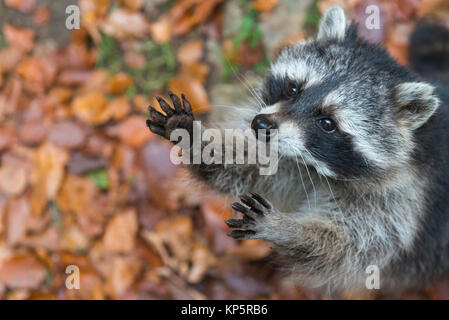 Waschbaer, Racoon, Procyon lotor, Banque D'Images