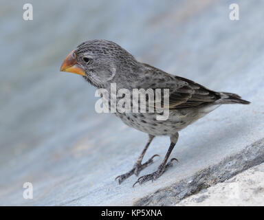 Une grande femelle (Geospiza magnirostris finch au sol). Cet oiseau a un bec énorme et musculature associée, a évolué pour faire face aux grosses graines. Ce Banque D'Images
