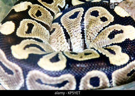 Photo de vrai boa serpent python peau close up Banque D'Images