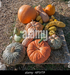 Variété colorée de citrouilles et courges calebasses () Banque D'Images