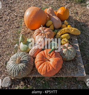 Variété colorée de citrouilles et courges calebasses () Banque D'Images