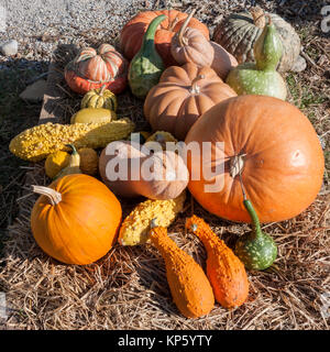 Variété colorée de citrouilles et courges calebasses () Banque D'Images