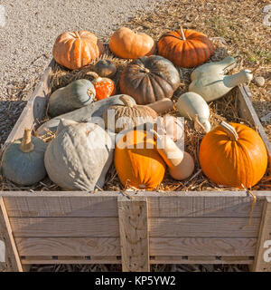 Variété colorée de citrouilles et courges calebasses () Banque D'Images