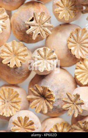 Graines séchées chefs d'ornamental pavot (Papaver somniferum), récoltés dans un jardin anglais, affiche sur fond texturé Blanc, UK Banque D'Images