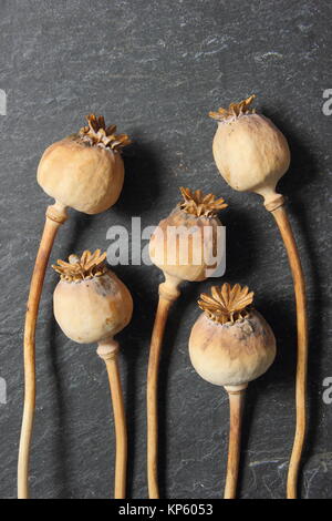 Têtes de graines de pavot. Têtes de graines de Papaver somniferum sur fond d'ardoise noire Banque D'Images