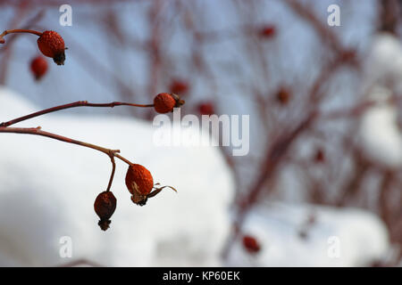 Rosa Canina... dog rose en hiver Banque D'Images