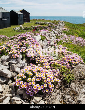 Aster plage mer ou Daisy Fleabane Erigeron glaucus - de plus en plus parmi les blocs de mur en pierre de Portland extrait sur Portland Bill dans le Dorset UK Banque D'Images