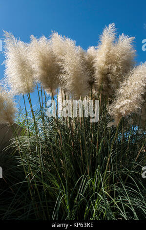 Cortaderia selloana, communément appelé l'herbe de la pampa : plante originaire du sud de l'Amérique du Sud dont les inflorescences ressemblent à des plumes Banque D'Images