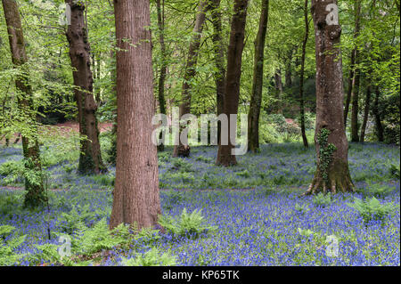 Jardin Tregrehan, Par, Cornwall, UK. Au printemps, le jardin est rempli de jacinthes Banque D'Images