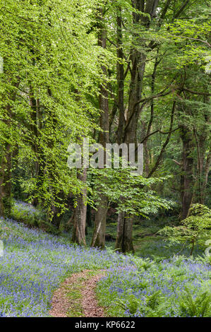 Jardin Tregrehan, Par, Cornwall, UK. Au printemps, le jardin est rempli de jacinthes Banque D'Images