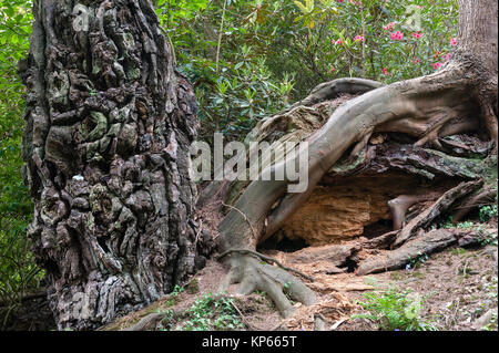 Jardin Tregrehan, Par, Cornwall, UK. Le moignon noirci d'un vieux pin de Monterey frappé par la foudre, avec une croissance de la Pruche de l'Ouest parmi ses racines Banque D'Images