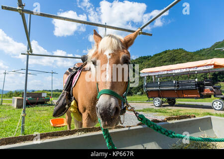 Au cours de l'alimentation du cheval à la ferme Banque D'Images