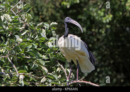 Ibis Banque D'Images