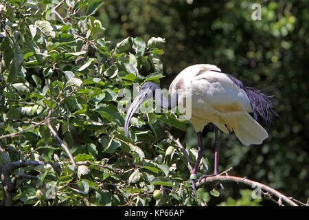 Ibis Banque D'Images