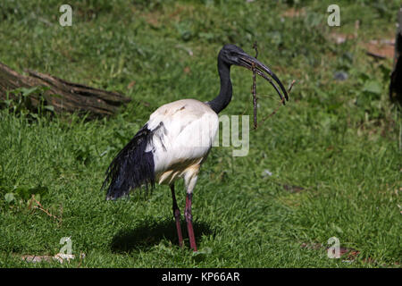 Ibis Banque D'Images