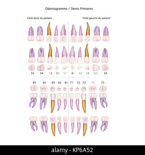Dent, ILLUSTRATION Banque D'Images