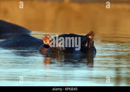 Le Parc National de Kruger. Emersed hippopotame dans l'eau. L'Afrique du Sud. Banque D'Images