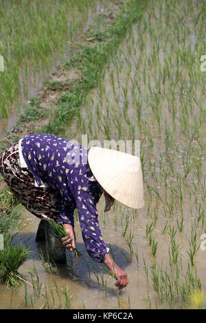 Agriculteur vietnamien travaillant dans son champ de riz. Le repiquage du riz les jeunes. Hoi An. Le Vietnam. Banque D'Images