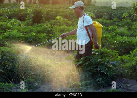 Les agriculteurs vietnamiens au travail dans son champ de manioc. La pulvérisation de pesticide. Thay Ninh. Le Vietnam. Banque D'Images