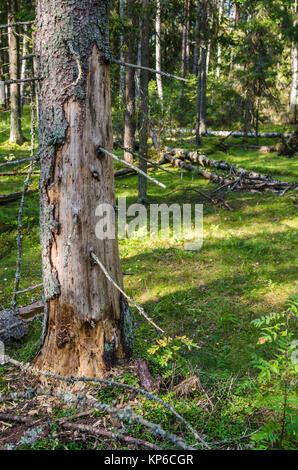 Les ravageurs du bois endommagé arbre dans la forêt Banque D'Images