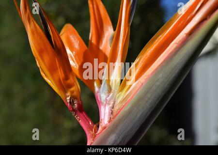 Close Up of Bird of Paradise Flower Banque D'Images