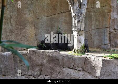 Famille de gorilles de manger au San Diego Zoo Safari Park en Californie Banque D'Images