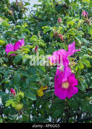 Roses sauvages, Marie Joseph, en Nouvelle-Écosse, Canada. Banque D'Images