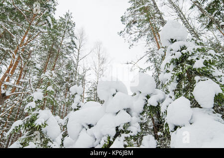 Les arbres couverts de neige en hiver. Viitna, Estonie. Banque D'Images