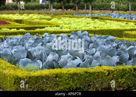 Dans le chou potager Banque D'Images