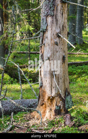 Les ravageurs du bois endommagé arbre dans la forêt, close-up Banque D'Images