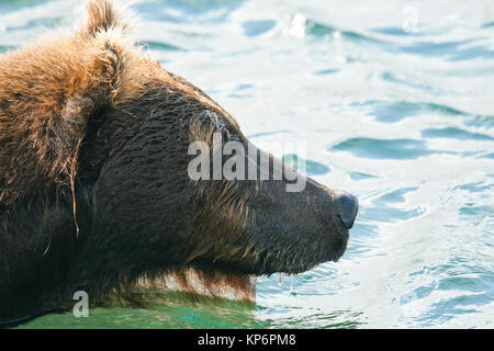 Ours brun (Ursus arctos) dans le lac Kurile, péninsule du Kamchatka, en Russie. Banque D'Images