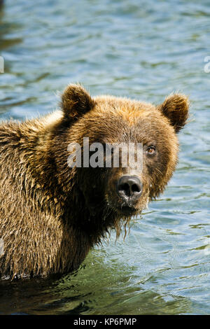 Dans l'ours lac Kurile. Kamchatka. La Sibérie. La Russie Banque D'Images