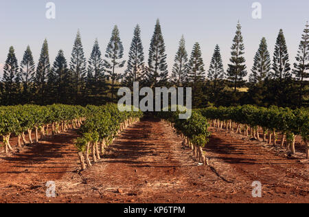 La croissance des plantes de café de l'agriculture champ agricole Tropical Island Banque D'Images