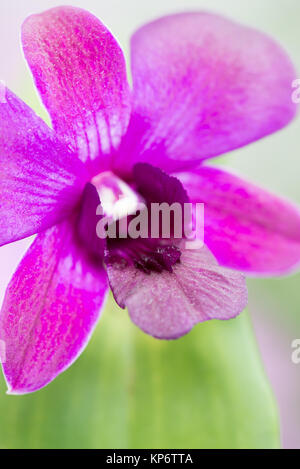 Orchidée dendrobium mauve close-up Banque D'Images