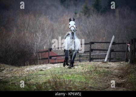 L'exécution de cheval gris Banque D'Images