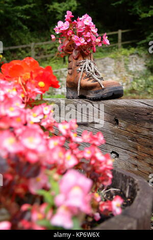 Bégonia rose fleurs en croissance dans une vieille botte de marche de décorer un café jardin. Ancienne gare, Tintern, vallée de la Wye, au Royaume-Uni. Septembre 2017. Banque D'Images