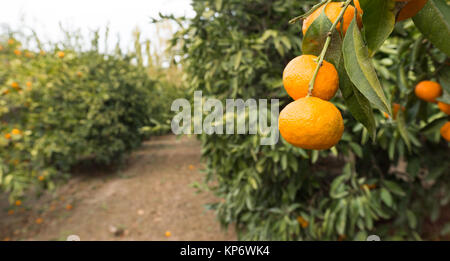 Tangerine Verger Agrumes la récolte de l'Agriculture de l'alimentation Banque D'Images