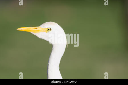 Héron garde-boeuf d'oiseaux sauvages animaux sauvages indigènes Haiwaii Oahu Banque D'Images