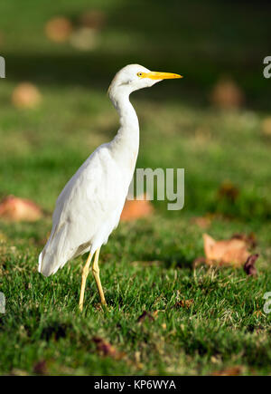 Héron garde-boeuf d'oiseaux sauvages animaux sauvages indigènes Haiwaii Oahu Banque D'Images