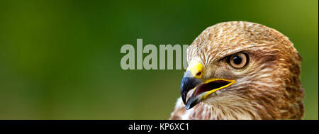 Buse variable (Buteo buteo). Aussi connu sous : buse, buse variable, la buse du désert (japonicus), Buzzard, steppe eurasienne (Buzzard vulpinus) Banque D'Images