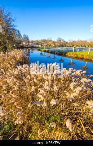 L'herbe de la Pampa sauvage sur Riverside - France. Banque D'Images