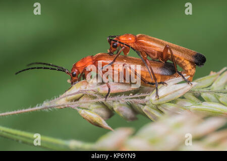 L'accouplement soldat Rouge commun (Rhagonycha fulva) Coléoptères sur herbe. Cahir, Tipperary, Irlande. Banque D'Images