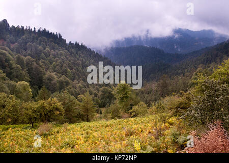 vue panoramique d'une vallée de montagne brumeuse couverte de forêts denses et vertes et de parcelles de fougères dorées, avec des collines ondulantes Banque D'Images